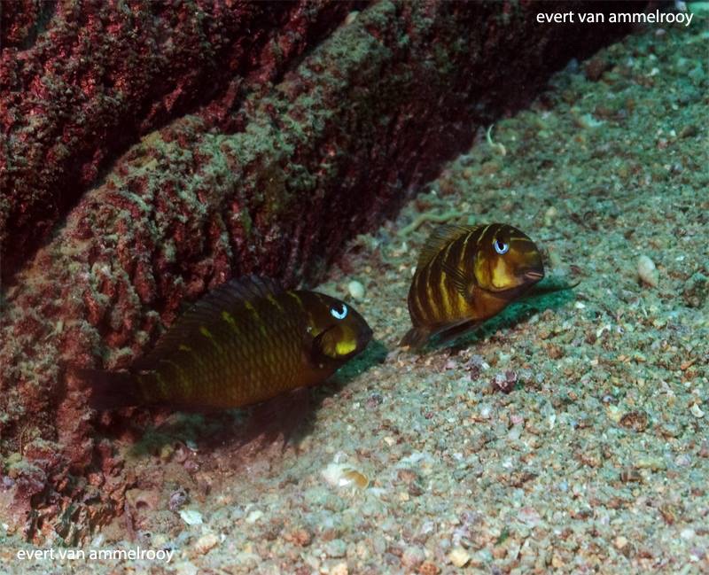 Tropheus sp. 'mpimbwe' Cape Mpimbwe (Yellow Cheek)